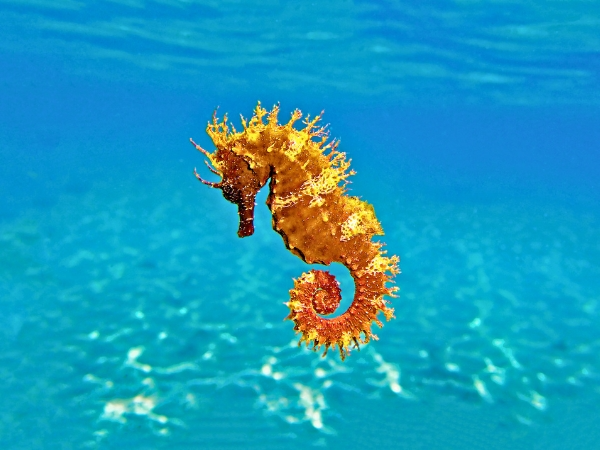 Long-snouted Seahorse