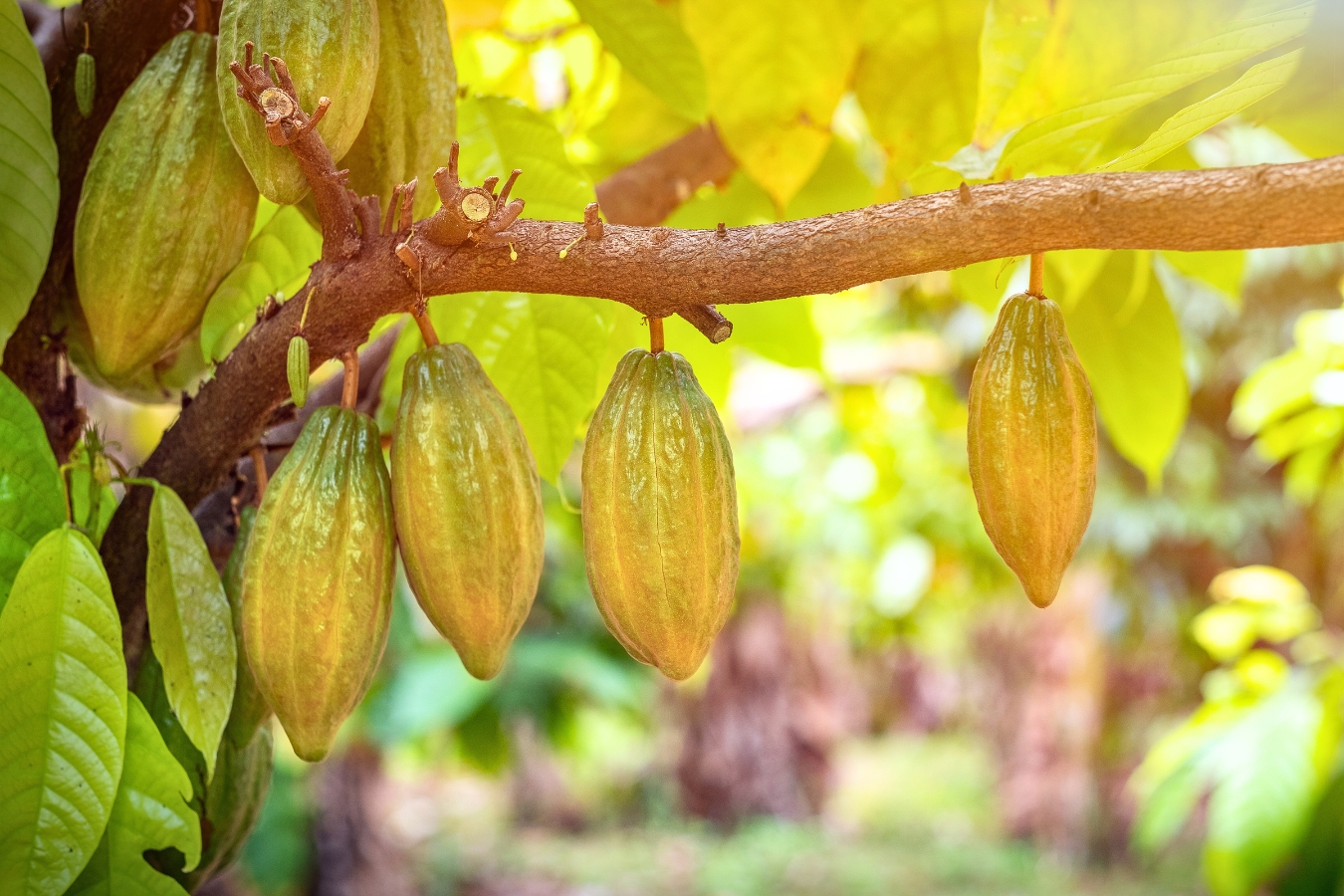 A Sweet Drive along the Cacao Trail of Saint Lucia